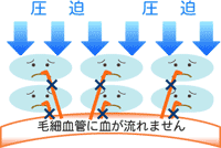 毛細血管